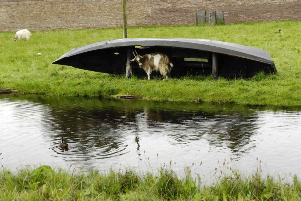 A shaggy goat in rain under an old boat with holes in it.